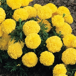 Marigold Zulu Yellow Detailed