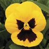 Pansy Delta Gold/Blotch