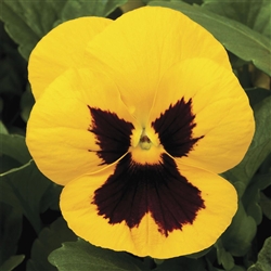 Pansy Delta Gold/Blotch_disc