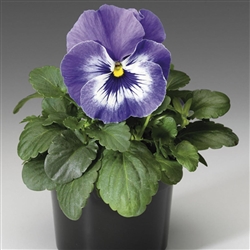 Pansy Delta Pro Marina