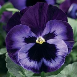 Pansy Delta Pro Neon Violet