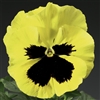 Pansy Delta Primrose/Blotch