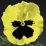 Pansy Delta Primrose/Blotch