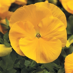 Pansy Delta Golden Yellow