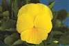 Pansy Delta Lemon