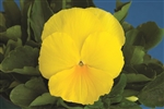 Pansy Delta Lemon