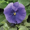 Pansy Delta Light Blue