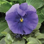 Pansy Delta Light Blue