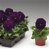 Pansy Delta Violet