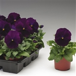 Pansy Delta Violet