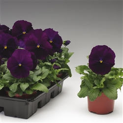 Pansy Delta Pro Violet