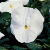 Pansy Delta White