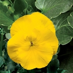 Pansy Delta Yellow