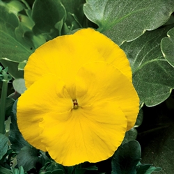 Pansy Delta Pro Yellow