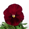 Pansy Delta Pro Red/Blotch