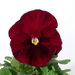 Pansy Delta Pro Red/Blotch