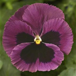 Pansy Delta Pro Rose/Blotch
