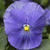 Pansy Delta ProTrue Blue