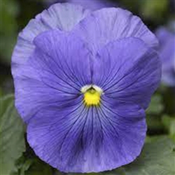 Pansy Delta ProTrue Blue