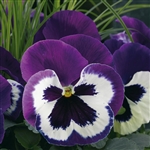 Pansy Delta Violet & White