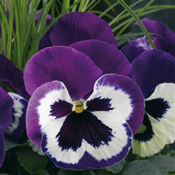 Pansy Delta Violet & White