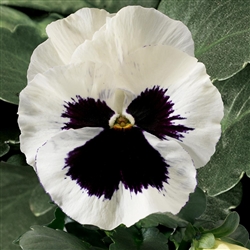 Pansy Delta Pro White/Blotch