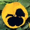 Pansy Delta Yellow/Blotch