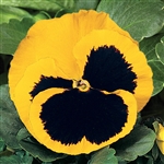 Pansy Delta Pro Yellow/Blotch