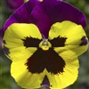 Pansy Delta Yellow/Purple Wing