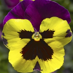 Pansy Delta Yellow/Purple Wing