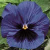 Pansy Delta Blue/Blotch