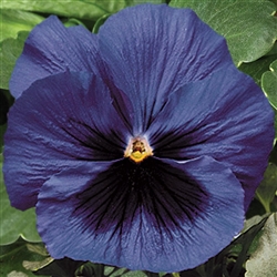 Pansy Delta Pro Blue/Blotch