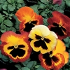 Pansy Delta Fire
