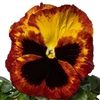 Pansy Delta Fire