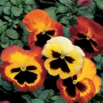 Pansy Delta Fire