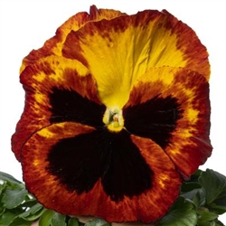 Pansy Delta Fire