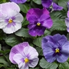 Pansy Delta Lavender Blue Shds