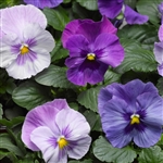 Pansy Delta Lavender Blue Shds