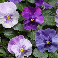 Pansy Delta Pro Lavender Blue Shds