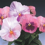 Pansy Delta Pink Shades