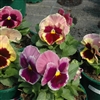 Pansy XtradaPlus Sherry