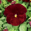 Pansy Delta Red
