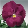 Pansy Delta Rose