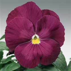 Pansy Delta Rose