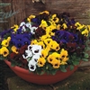 Pansy Delta Blotch Mix