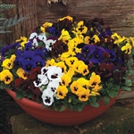 Pansy Delta Blotch Mix