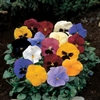 Pansy Delta Mix