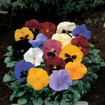 Pansy Delta Pro Mix