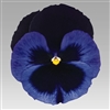 Pansy Designer Blue Velvet