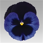 Pansy Designer Blue Velvet